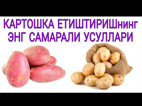 Видео: КАРТОШКА ЕТИШТИРИШнинг ЭНГ САМАРАЛИ УСУЛЛАРИ