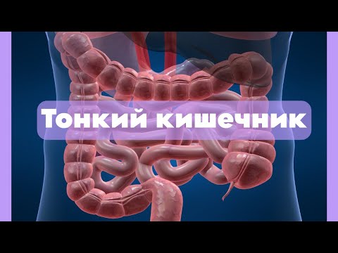 Видео: Тонкий кишечник |  Пищеварительная система |  Частная гистология