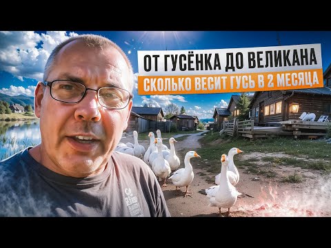 Видео: Гуси на ферме: вес в 2 месяца, кормление и уход🐥🌾"Мое Подворье. Geese on the farm weight at 2 months