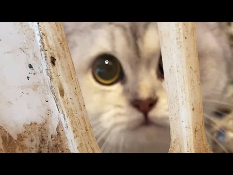 Видео: Арендатор сбежал, хозяин хотел продать кошек в счёт долга! Я спас их из-под ножа на рынке.
