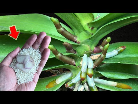 Видео: Просто посыпьте 1 ложкой! Даже самая слабая орхидея вырастет бесчисленное количество цветочных ветве