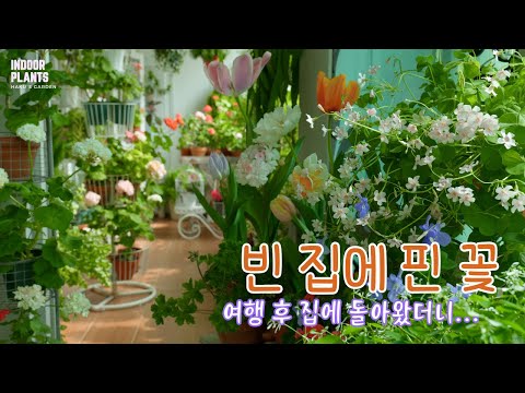 Видео: [4K]Специальные советы для успешного размножения черенками(с использованием переработанного пластика