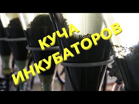 Видео: Новые инкубаторы набитые икрой и личинкой