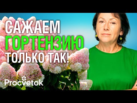 Видео: ГОРТЕНЗИЯ ЗАЦВЕТЕТ ОГРОМНЫМИ ШАПКАМИ после такой посадки осенью! Как посадить гортензию?