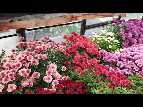 Видео: ХРИЗАНТЕМОВЫЙ БАЛ!  ЧТО ДАЛЬШЕ?  КАК СОХРАНИТЬ ХРИЗАНТЕМЫ?