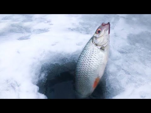 Видео: Ловля КРУПНОЙ ПЛОТВЫ  на малой РЕКЕ. Рыбалка в ЯНВАРЕ