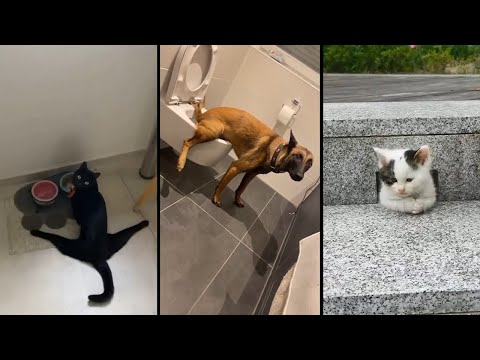 Видео: Коты и собаки в стиле “чё творим” — топ приколов дня! 🐶😹 Приколы с котами и собаками в главных ролях