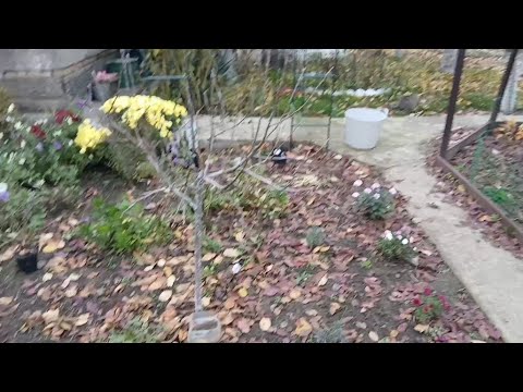 Видео: Пересадка гортезій, посадила ківі 🤔