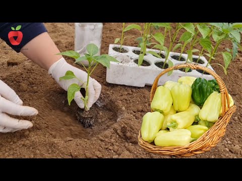 Видео: Не ошибитесь! Когда пора сажать перец в открытый грунт? Делай это так