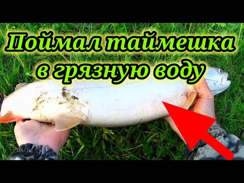 Видео: Вода была Очень грязная, Но я поймал😁 Ловля тайменя на спиннинг на Реке Бия.