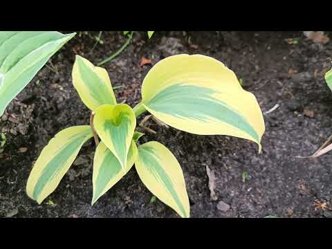 Видео: 🍀🍀ЕФЕКТНІ і ПОПУЛЯРНІ КРАСУНІ ХОСТИ!🍀🍀