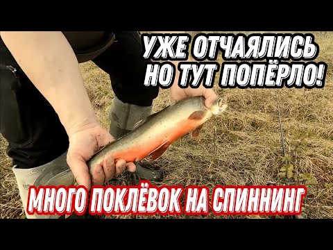 Видео: Водно-пеший ПОХОД за АРКТИЧЕСКИМ ГОЛЬЦОМ и КУМЖЕЙ. РЫБАЛКА в тундре КОЛЬСКОГО ПОЛУОСТРОВА.