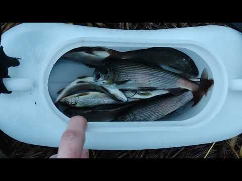 Видео: Рыбалка в октябре 2022 на реке Кабырза.