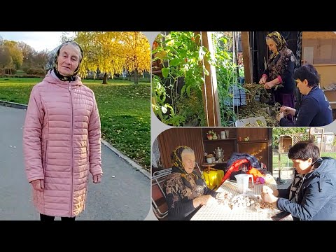 Видео: 💥Мама адаптировалась!  Дача. Садим  чеснок и  лук  на зиму.