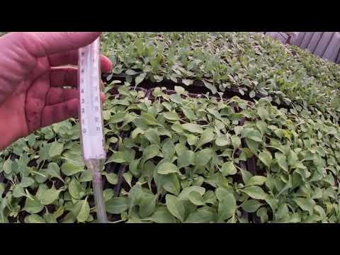 Видео: При какой температуре мы выращиваем?