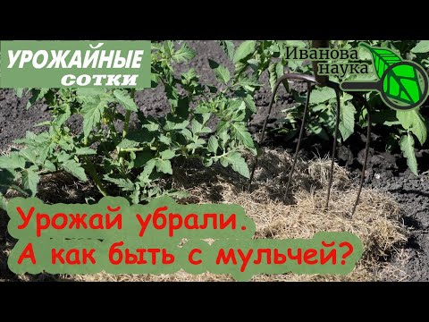 Видео: Как быть с мульчей после сбора урожая? Очень просто!