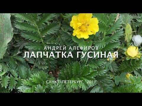 Видео: Лапчатка гусиная. Алефиров А.Н.