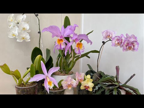 Видео: Майские цветения- Сattleya mossiae, Laelia jongheana & Phalaenopsis.