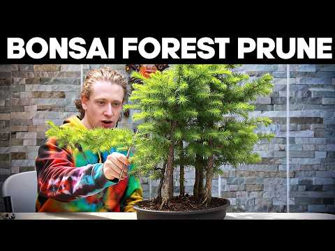 Видео: Как обрезать лес бонсай