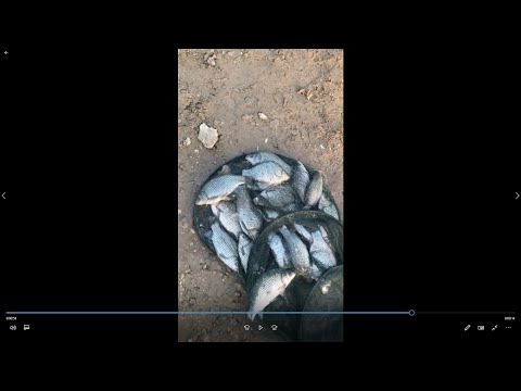 Видео: яз. Ястребино - Риболов на Каракуди Fishing on dam Qstrebino