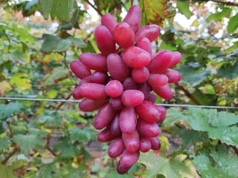 Видео: Аватар! Купец! Ламборджини! Наследие! Щелкунчик! 🍇🍇🍇 Тел.+79054033245,WhatsApp и Viber +79528500417.
