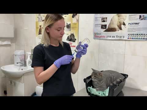 Видео: ХЛАМИДИОЗ У КОШЕК