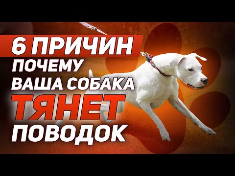 Видео: Собака тянет поводок, что делать?