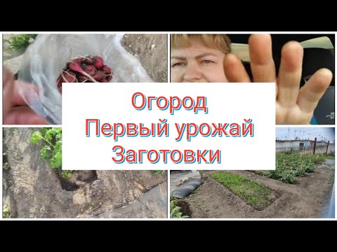 Видео: 👍Сняли первый урожай с огорода/👌Заготовки на зиму/💪Дела на огороде/