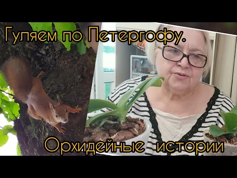 Видео: Пересадка Королевы и Пиратика.🌺🌺🌺 Прогулка среди фонтанов.