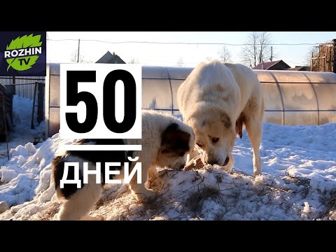Видео: ЩЕНКИ АЛАБАЯ 50 ДНЕЙ