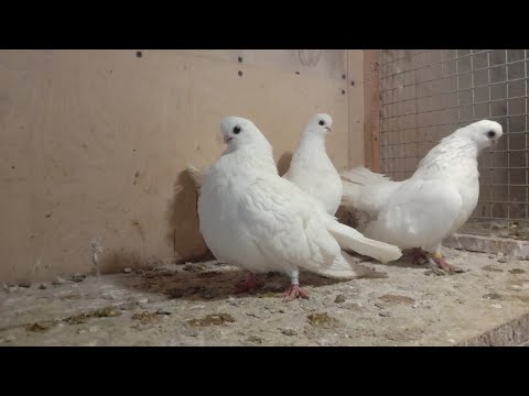 Видео: Крюковские голуби. Моей памяти. И сейчас.