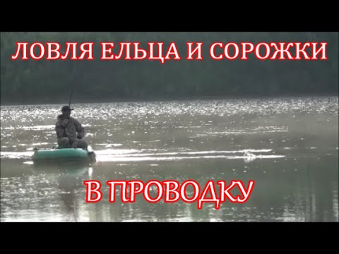 Видео: Ловля ельца и сорожки, в проводку с лодки на течении