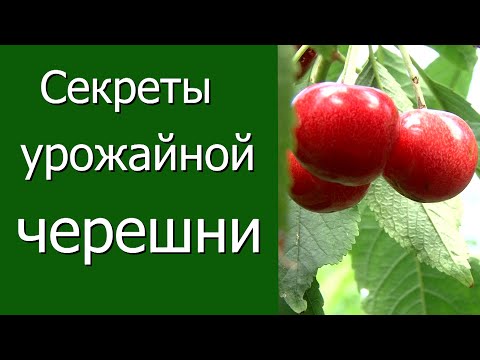 Видео: Секреты урожайной черешни