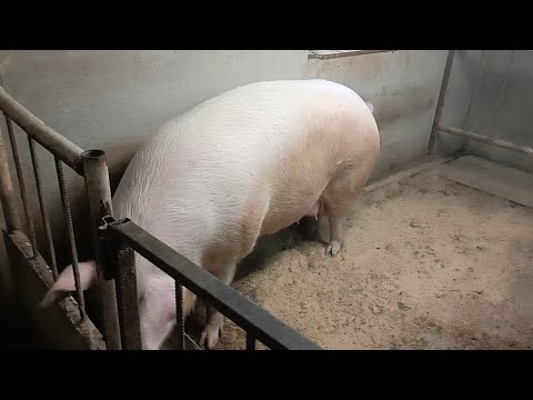 Видео: Свиноводство. Клетки для свиноматок. Нипельное поение. Часто задаваемые вопросы.