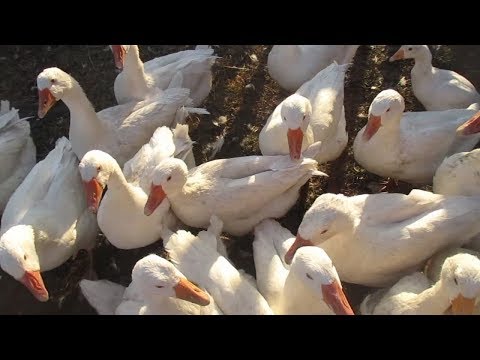 Видео: Как объединить гусей в одну стаю.Эксперимент.Жизнь в деревне,Деревенский канал,Деревенский парень.