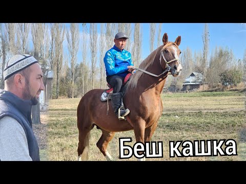 Видео: Беш кашка Буркан акеден 🔥8 ноября 2025 г.