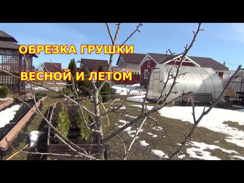 Видео: Обрезка груши весной и летом. Было и стало