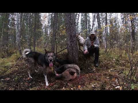 Видео: Золото осени, охота с лайкой на осеннего медведя