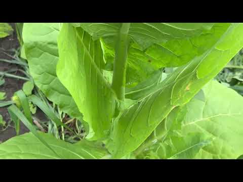 Видео: Табак Собольческий-33