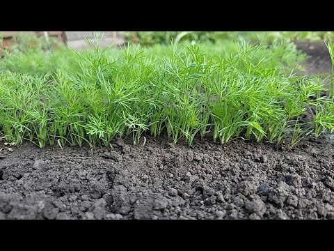 Видео: УКРОП ВСХОДИТ ЩЕТКОЙ и БЫСТРО, как посеять укроп, чтобы получить быстрые всходы!