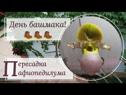 Видео: День башмака. Пересадка пафиопедилумов Пиноккио, Конколор, Мауди.