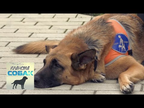 Видео: Собаки-поводыри. Планета собак 🌏 Моя Планета