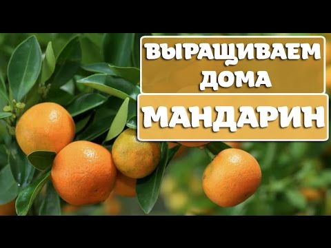 Видео: КАК ВЫРАСТИТЬ МАНДАРИН У СЕБЯ ДОМА