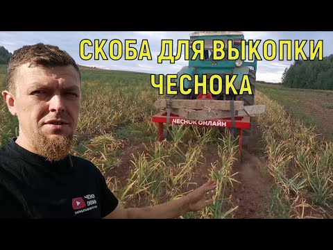 Видео: ПРОСТОЙ СПОСОБ ВЫКОПКИ ЧЕСНОКА