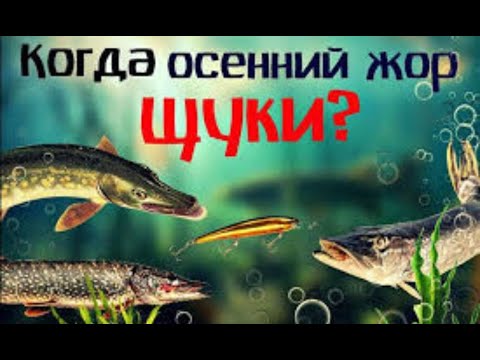 Видео: Когда начнётся осенний жор щуки?