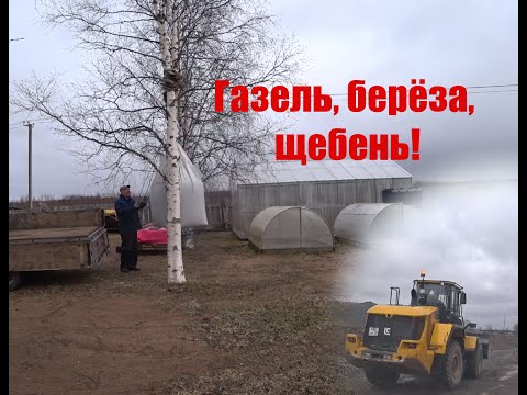 Видео: Газель, щебень, берёза.