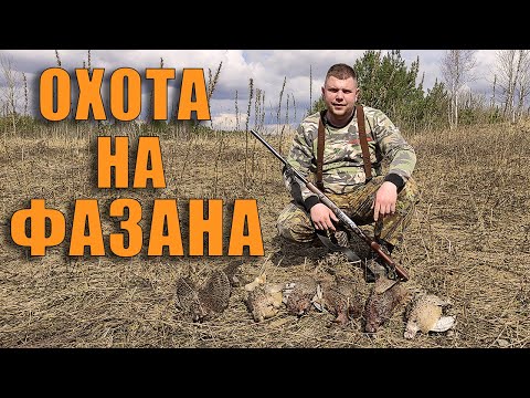 Видео: Охота на ФАЗАНА. Охота в Беларуси