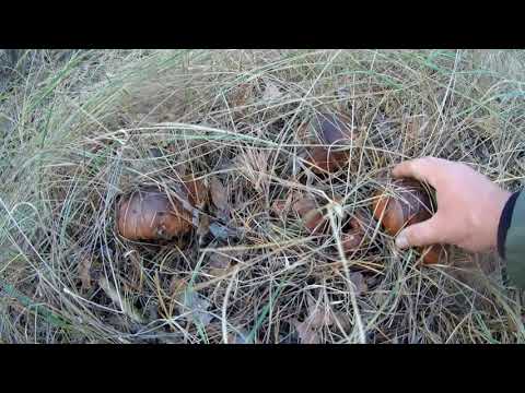 Видео: Вот это МАСЛЯТА!!! Сбор грибов.