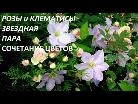 Видео: РОЗЫ и КЛЕМАТИСЫ - ИДЕАЛЬНАЯ ПАРА . СОЧЕТАНИЕ ЦВЕТОВ . ПРАВИЛЬНАЯ  посадка. Требование к уходу. САД