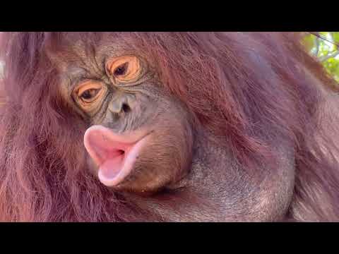 Видео: Мы принесли Дане футболку Олега Алексеевича, но она НЕ ХОЧЕТ ни с кем ОБЩАТЬСЯ!